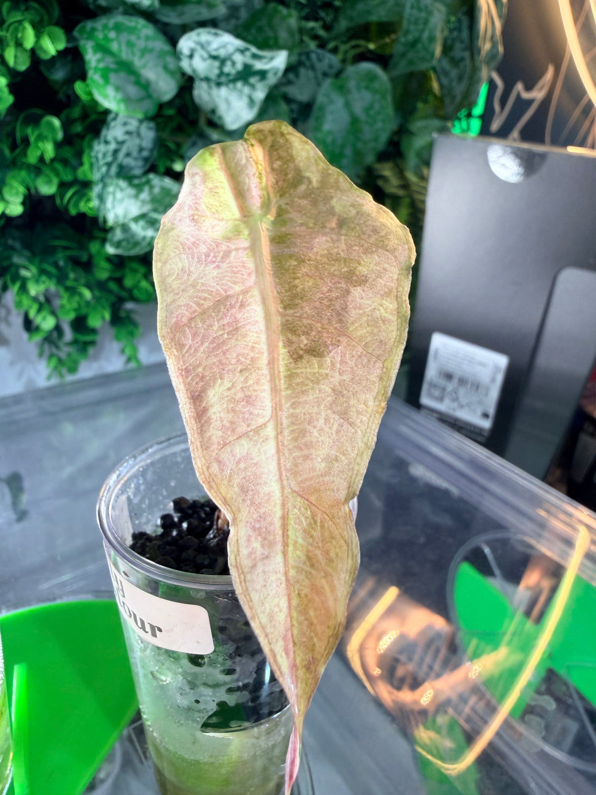Alocasia 'Polly' Tri-Colour Variegated, pink, yellow and white marbling on arrow-shaped leaves