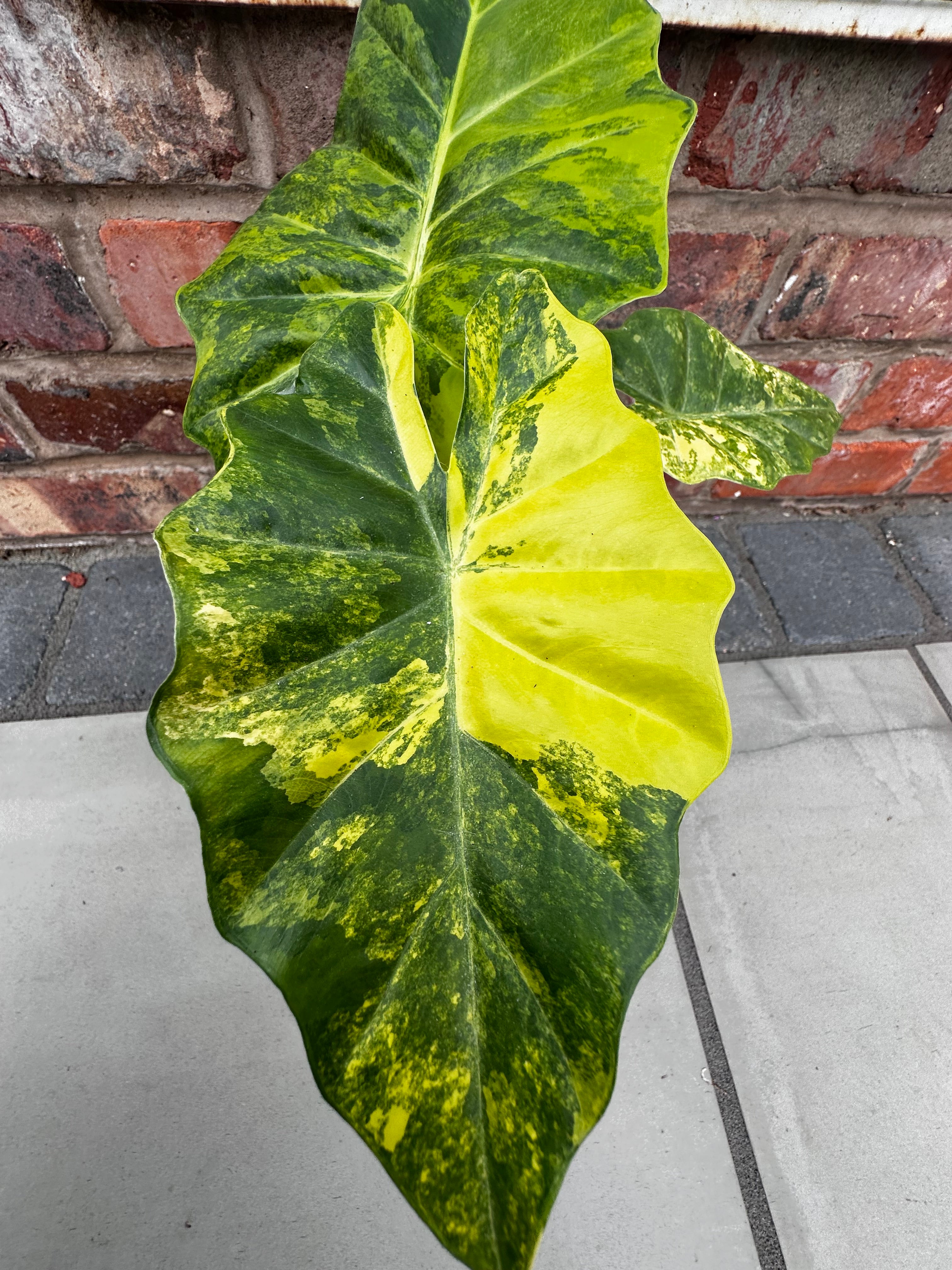 Alocasia Portora Aurea – Rare Yellow Variegated Plant – The