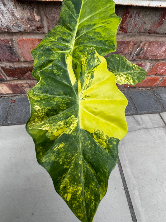 Alocasia Portodora Aurea