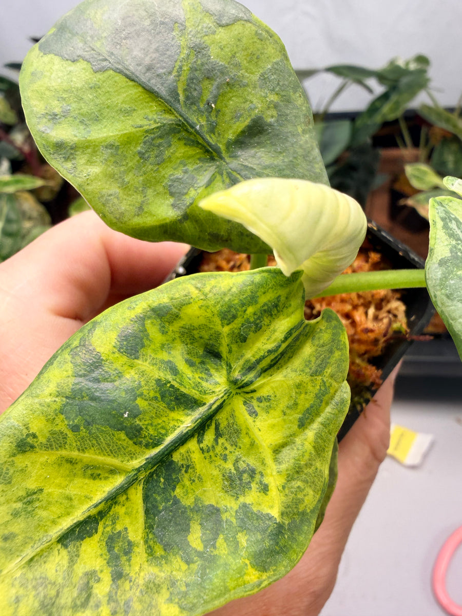 ALOCASIA SINTANG NEON VARIEGATED