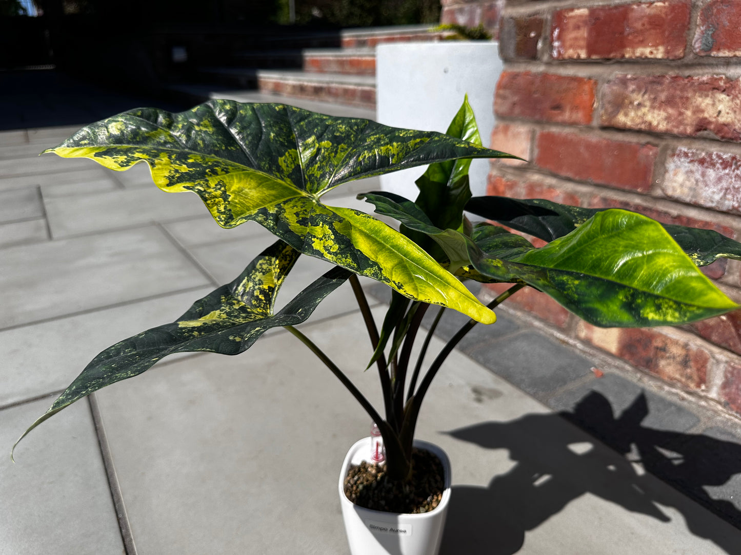Alocasia Simpo Aurea