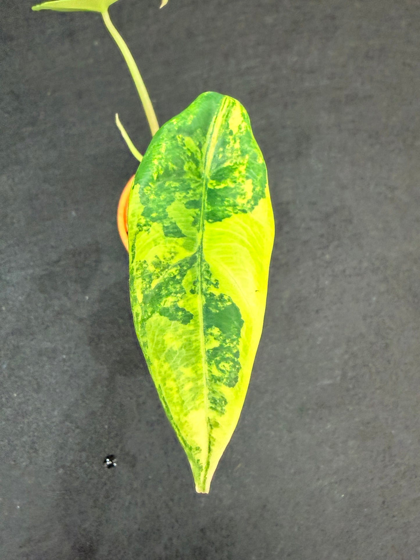 ALOCASIA VENUSTA AUREA