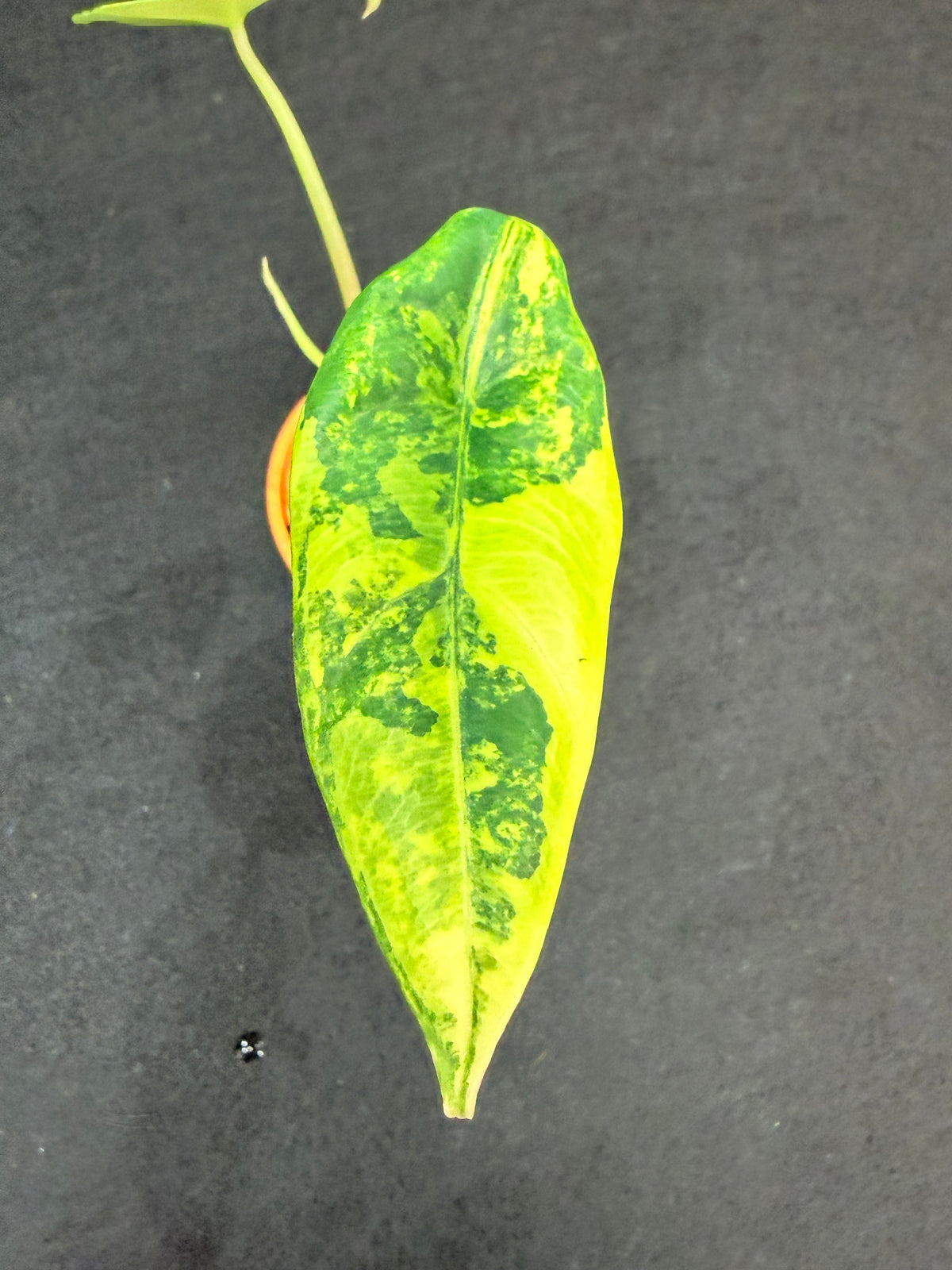 Alocasia venusta Aurea Variegated, narrow peltate blades in dark bluish green with aurea sectors
