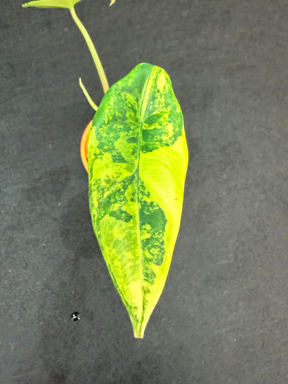 ALOCASIA VENUSTA AUREA