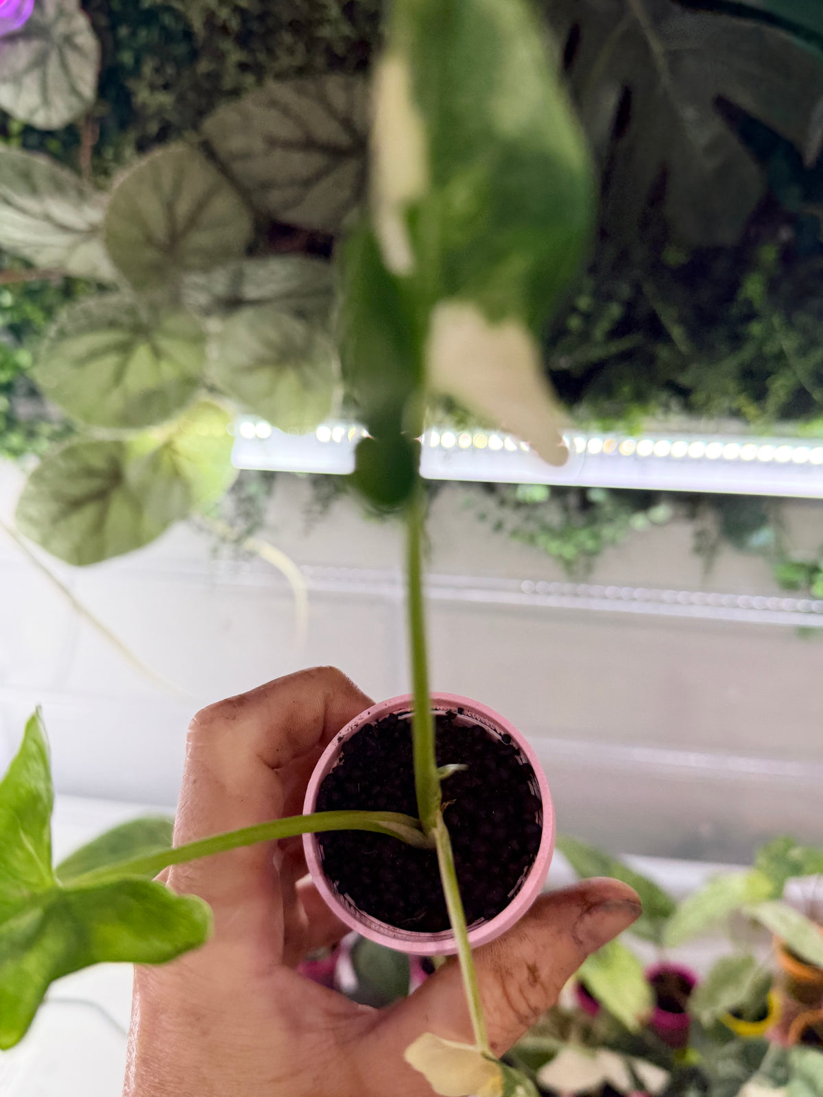 ALOCASIA CUCULLATA 'CRINKLES' ALBO VARIEGATED