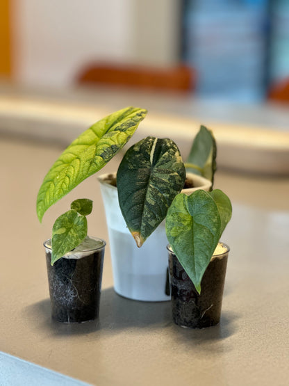 ALOCASIA MELO AUREA