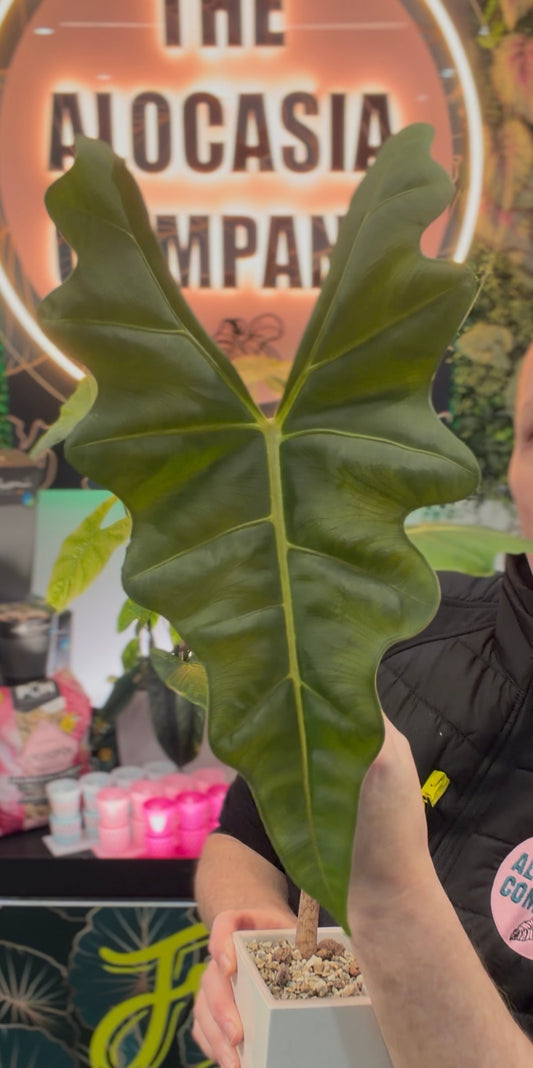 ALOCASIA VELVET DRAGON