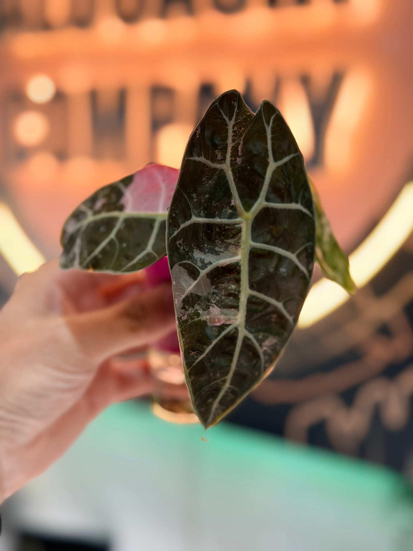 ALOCASIA WATSONIAN PINK 'DOFF' VARIEGATED
