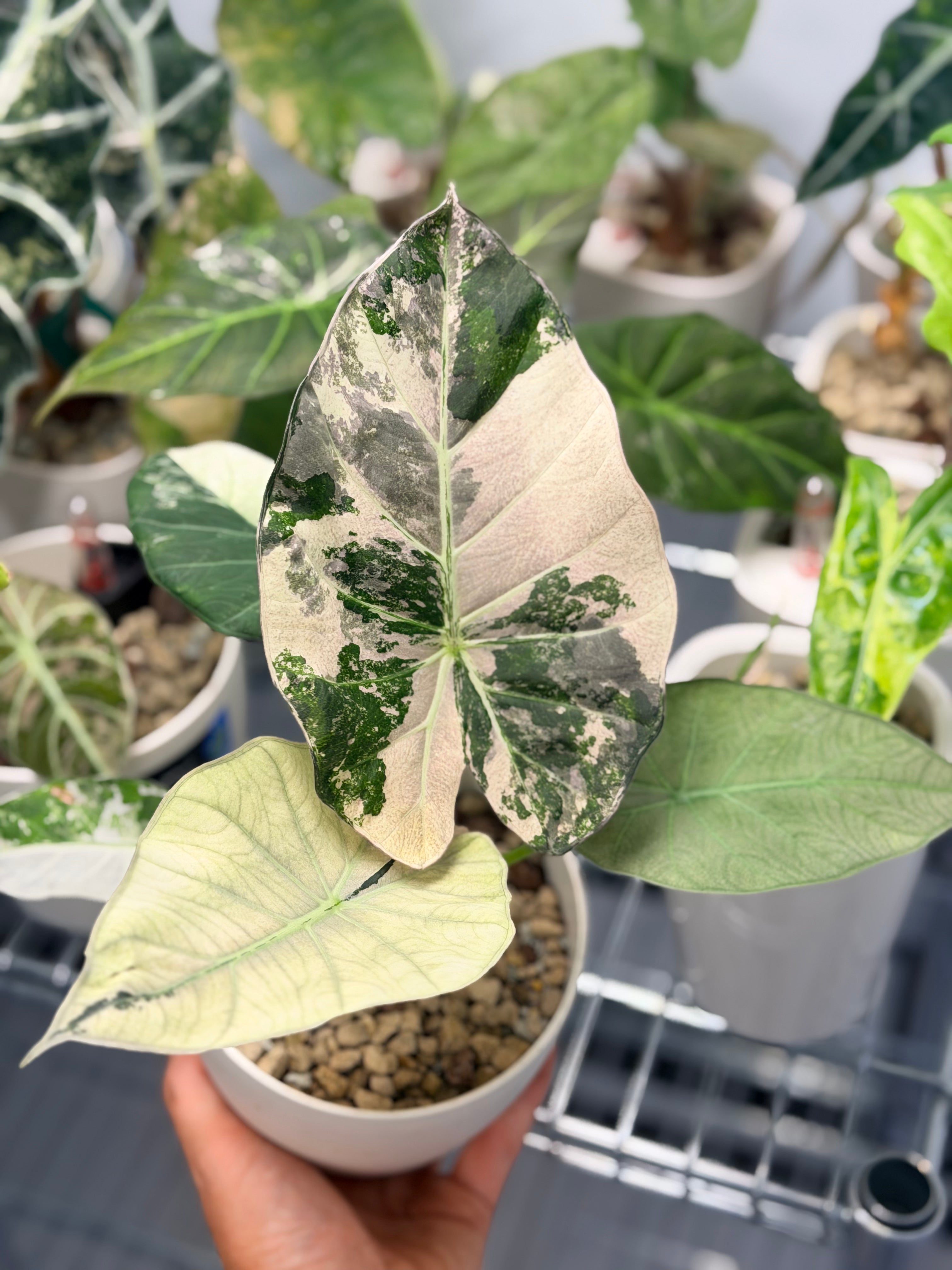 Alocasia 'Regal Shields' Mint Pink Variegated, mint green and soft pink on huge ruffled shield leaves
