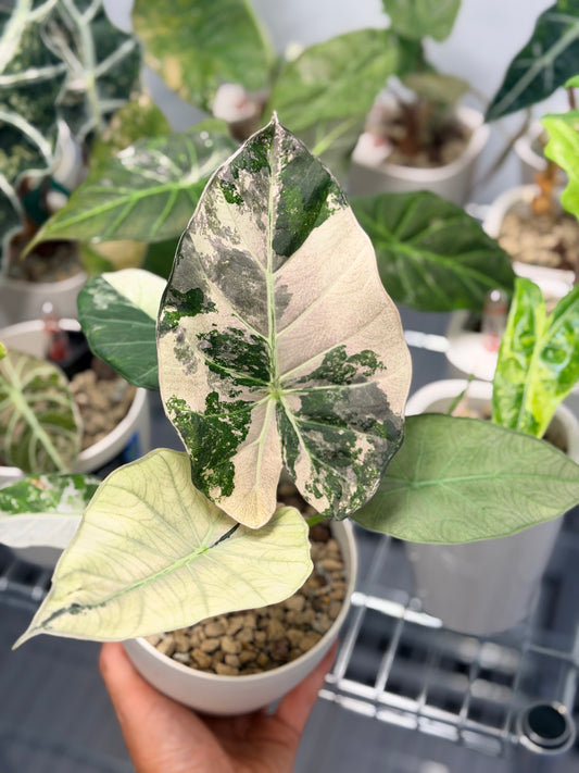 Alocasia 'Regal Shields' Mint Pink Variegated, mint green and soft pink on huge ruffled shield leaves