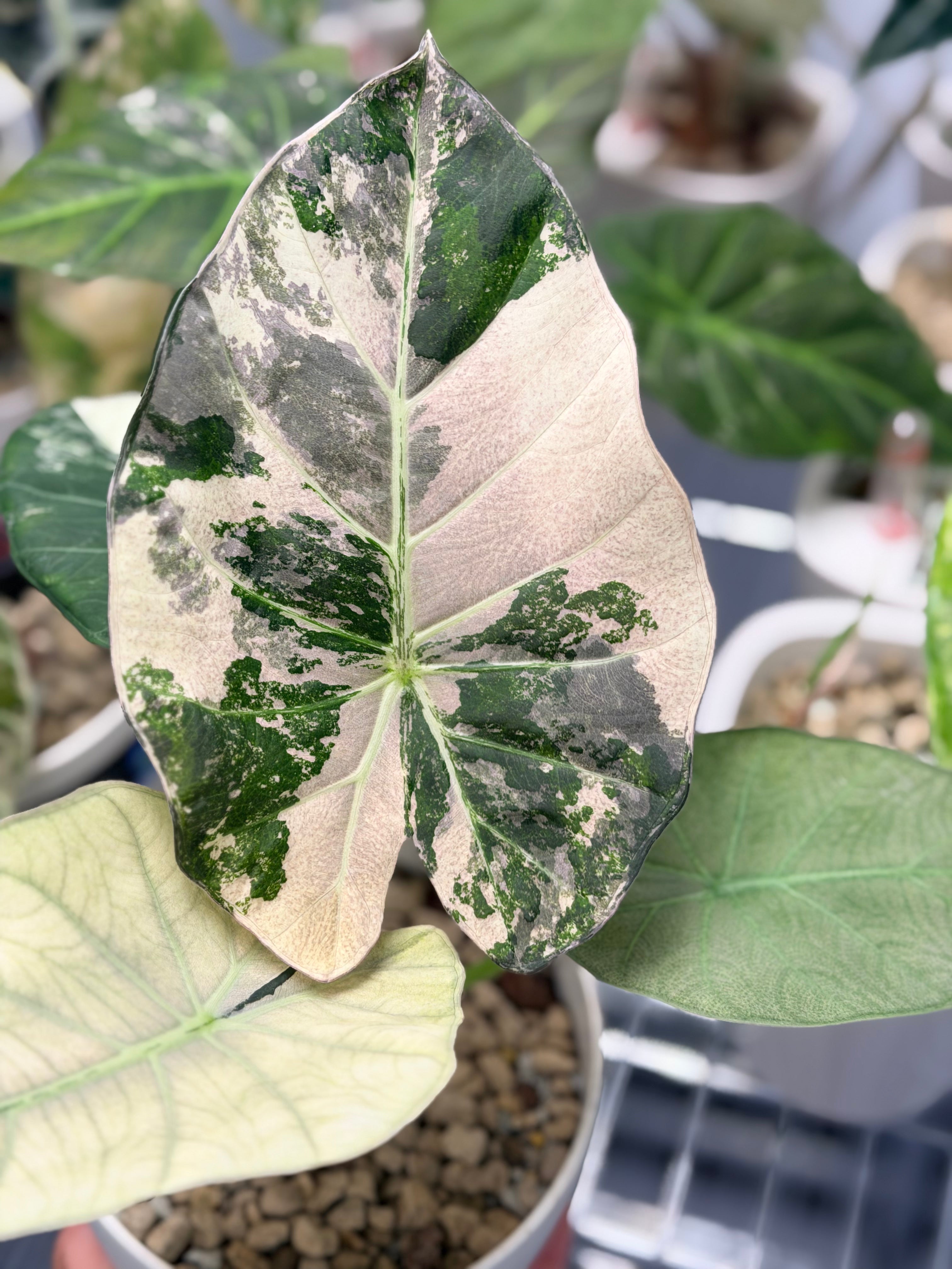 Alocasia 'Regal Shields' Mint Pink Variegated, mint green and soft pink on huge ruffled shield leaves