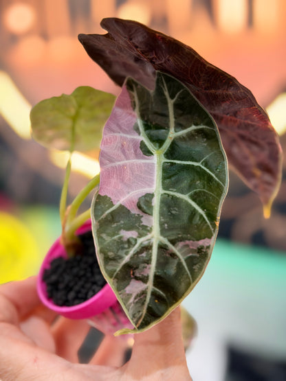 ALOCASIA WATSONIAN PINK 'DOFF' VARIEGATED