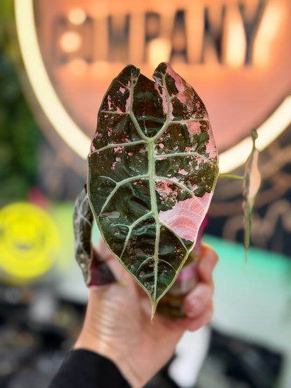 ALOCASIA WATSONIAN PINK 'DOFF' VARIEGATED