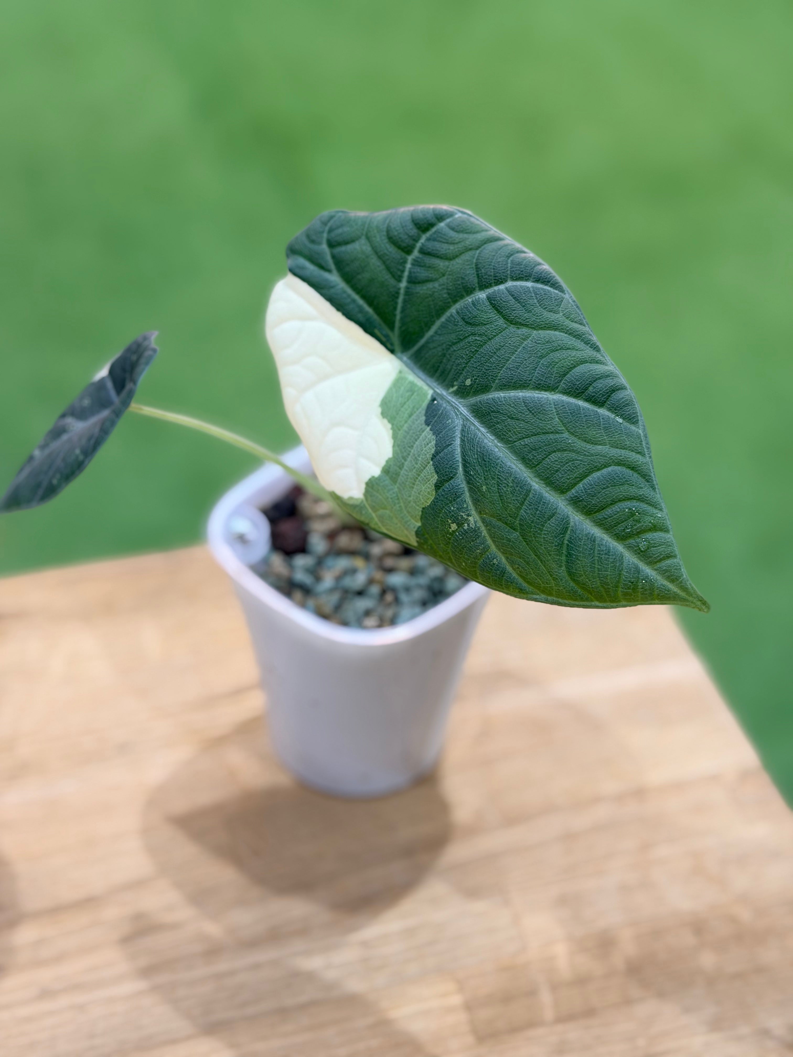 ALOCASIA MAHARANI ALBO