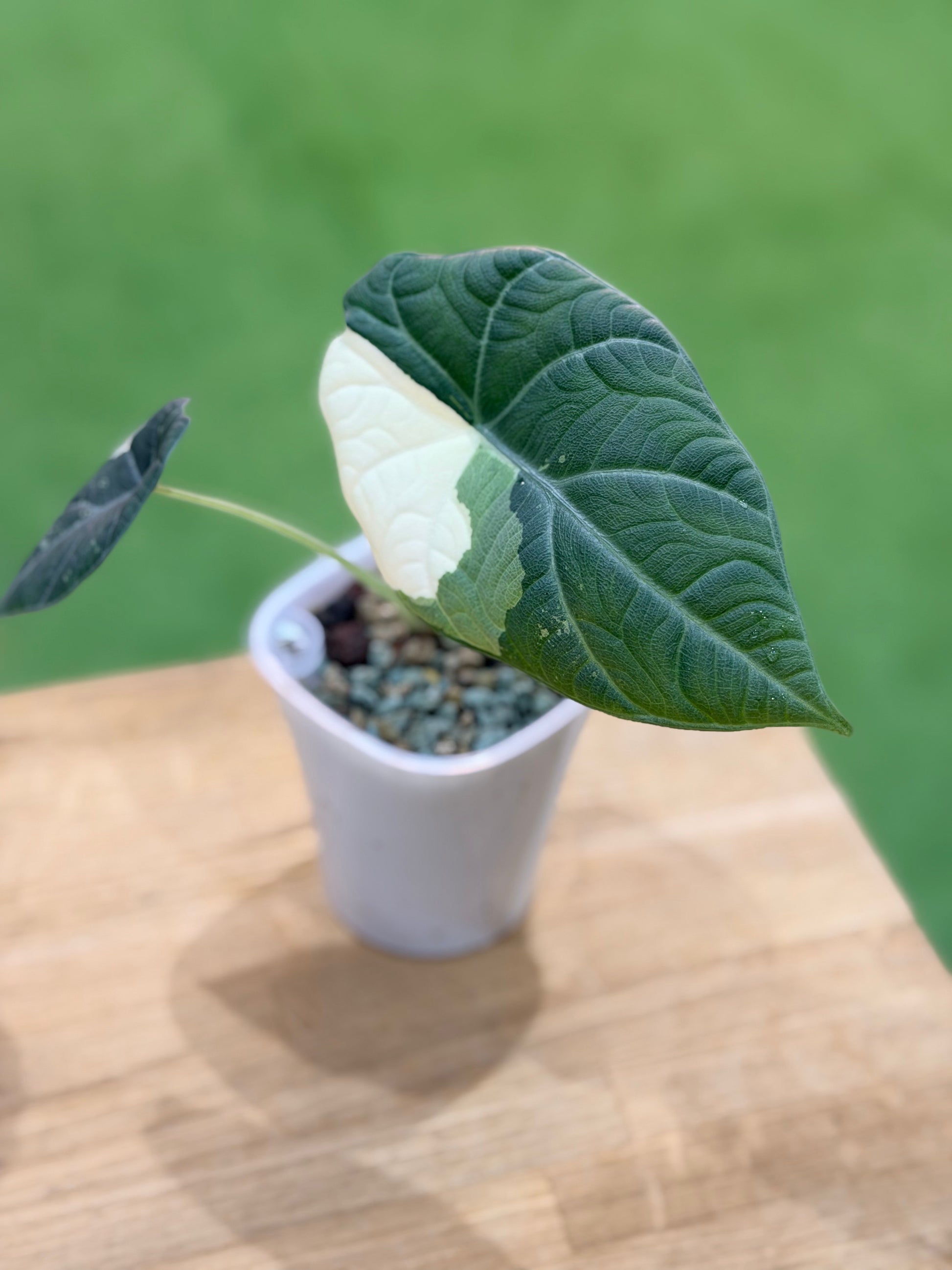 ALOCASIA MAHARANI ALBO – The Alocasia Company ALOCASIA MAHARANI ALBO – The Alocasia Company