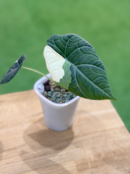 ALOCASIA MAHARANI ALBO