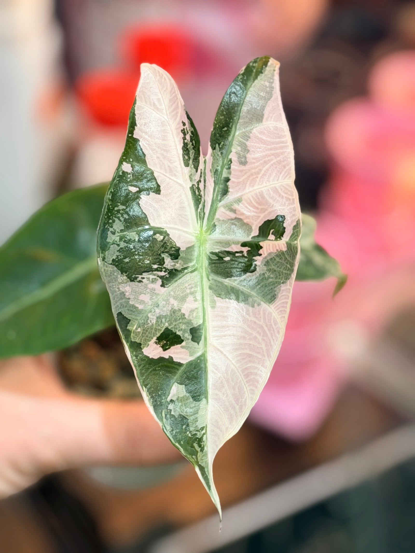 Alocasia 'Pink Dragon' Albo, white and pink variegation on glossy leaves with rosy-pink stems