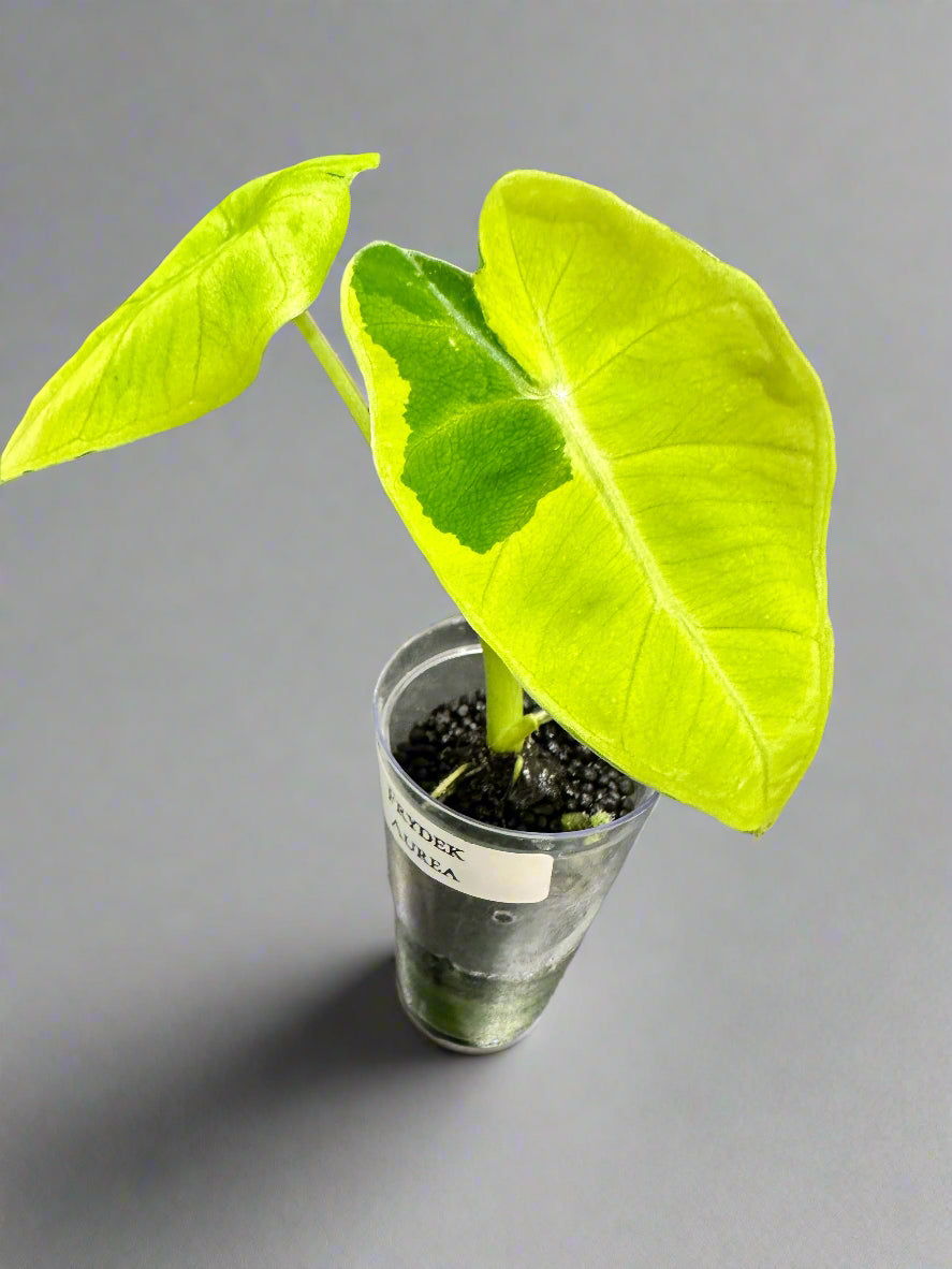 Alocasia micholitziana 'Frydek' Aurea, velvety leaves with yellow-chartreuse sectors and white veins