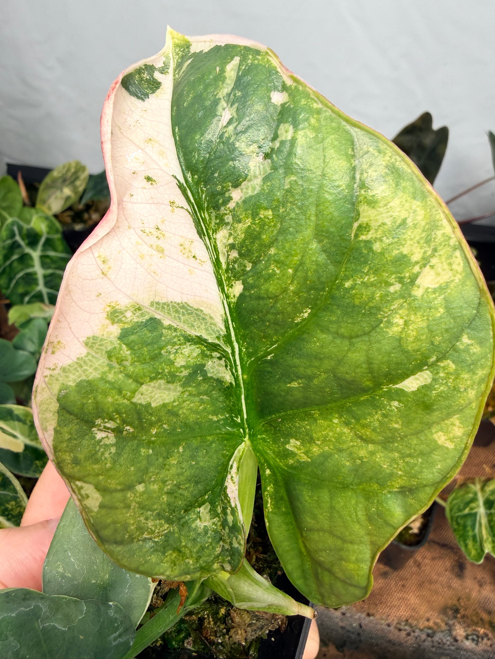 ALOCASIA REGINAE SILVER ALBO VARIEGATED
