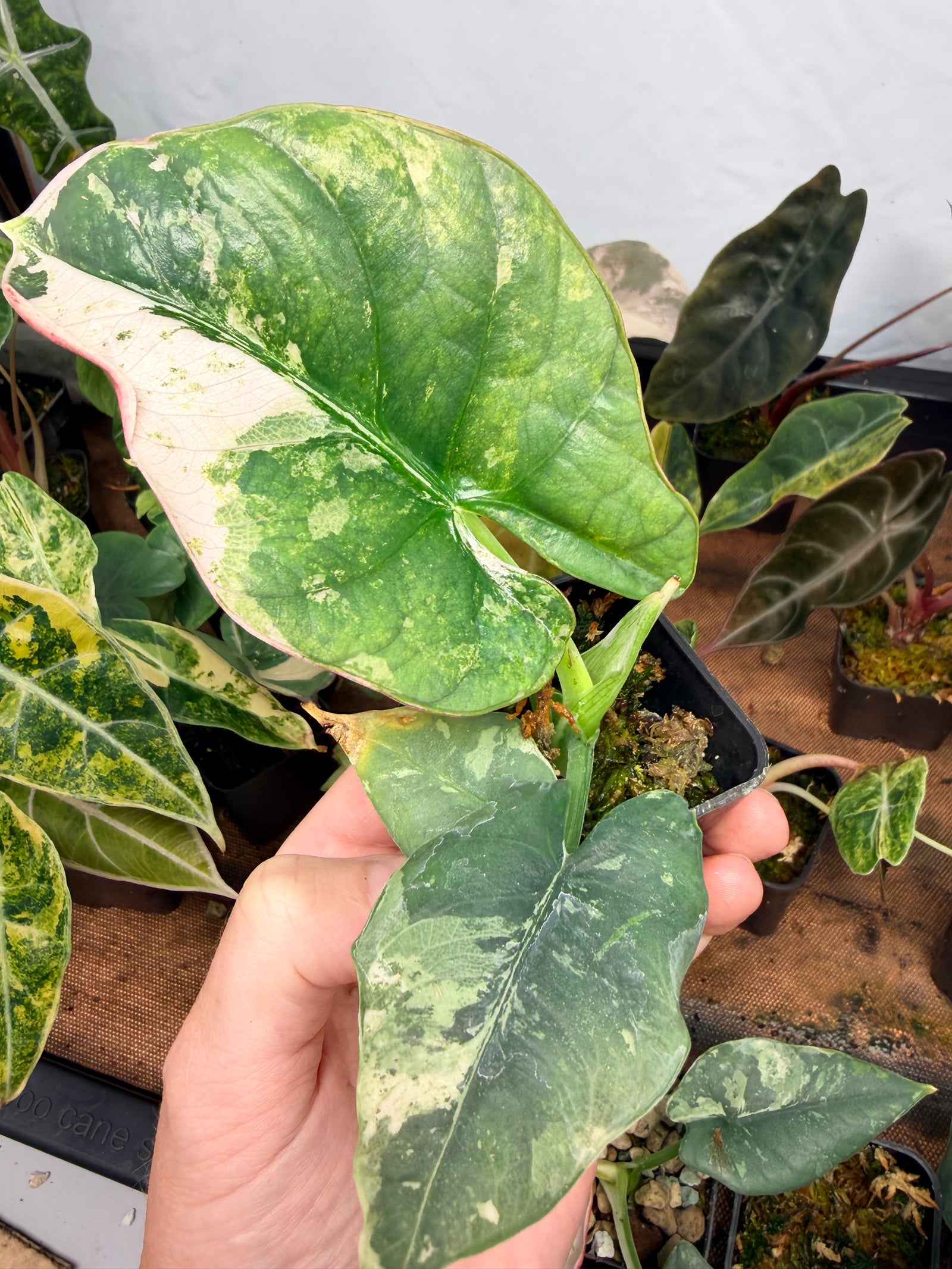 ALOCASIA REGINAE SILVER ALBO VARIEGATED