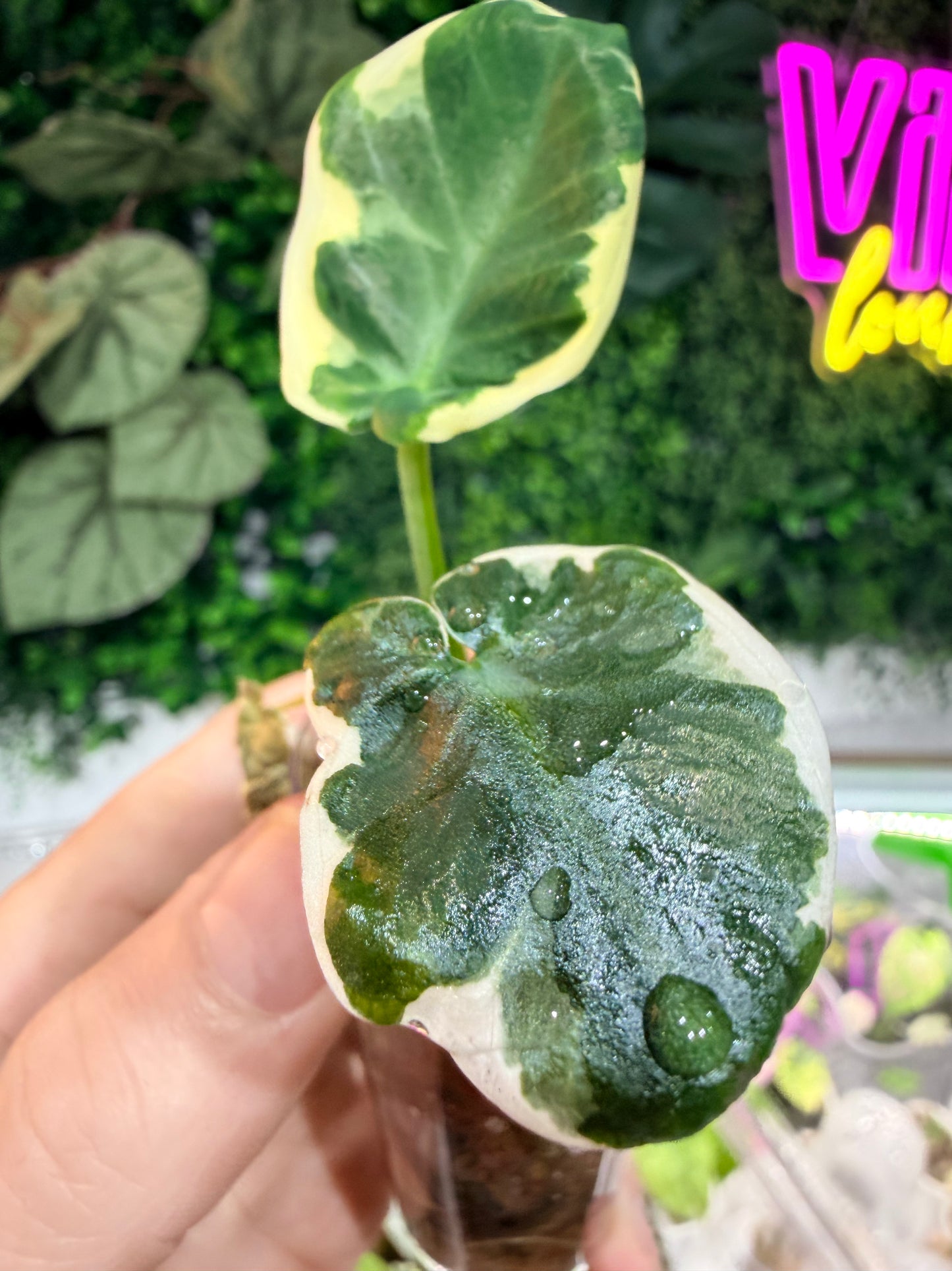 Alocasia Xanthosoma Variegated 'Mickey Mouse'