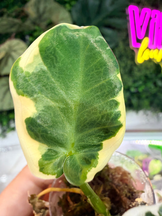 Alocasia Xanthosoma Variegated 'Mickey Mouse'