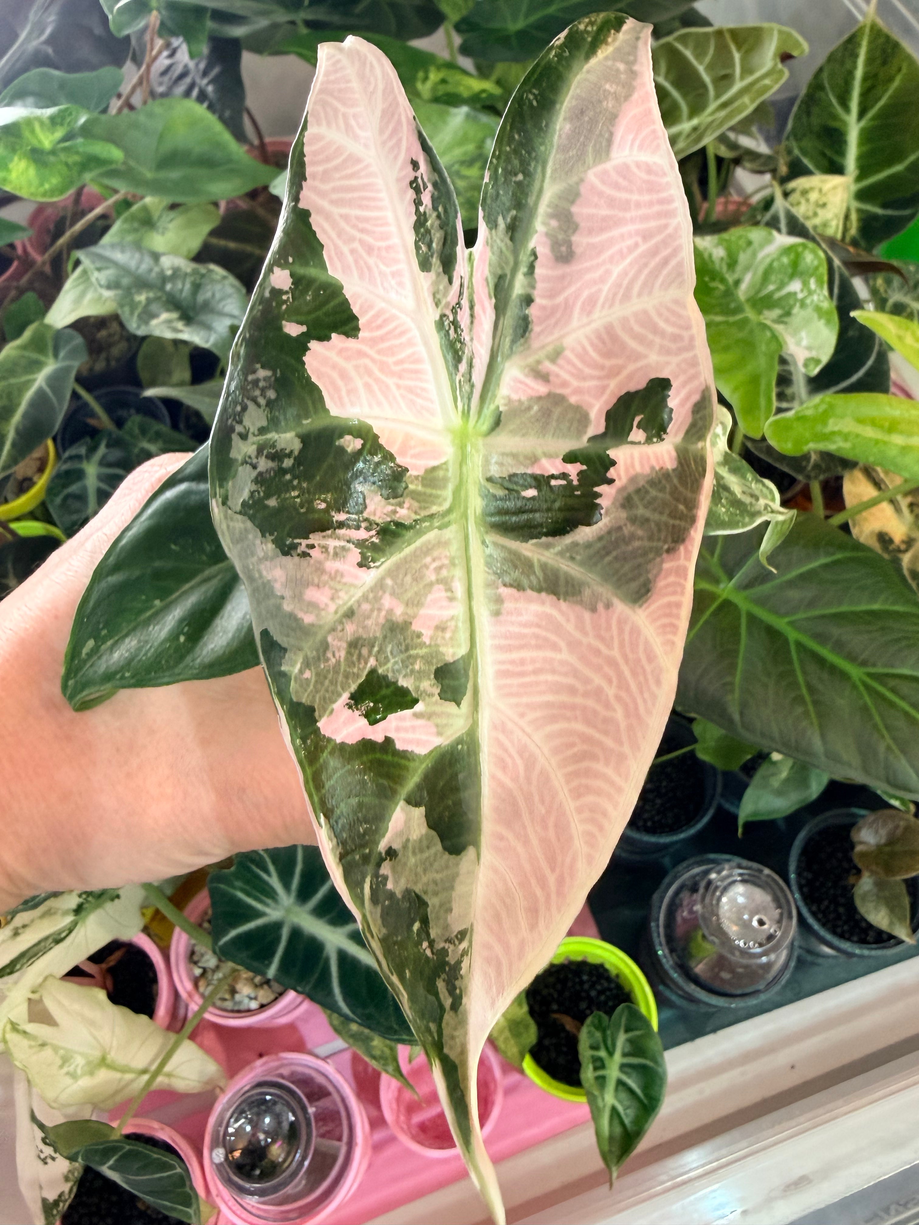 ALOCASIA PINK DRAGON ALBO