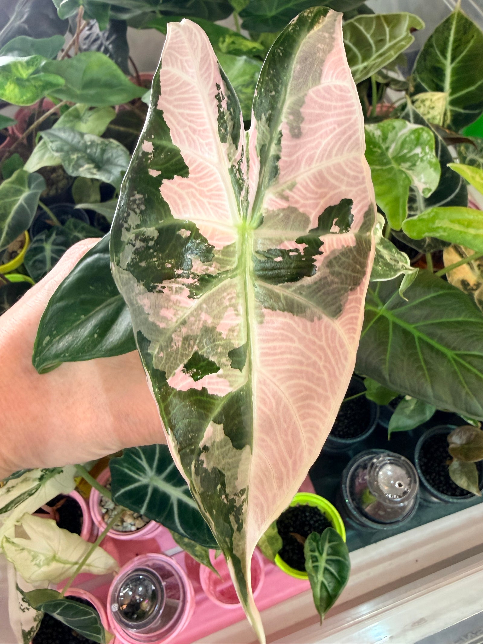 Alocasia 'Pink Dragon' Albo, white and pink variegation on glossy leaves with rosy-pink stems