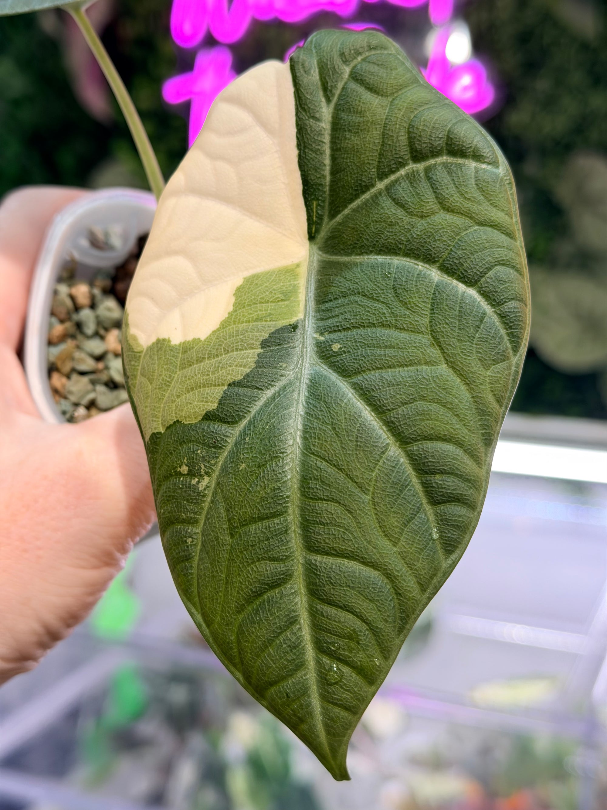 ALOCASIA MAHARANI ALBO – The Alocasia Company