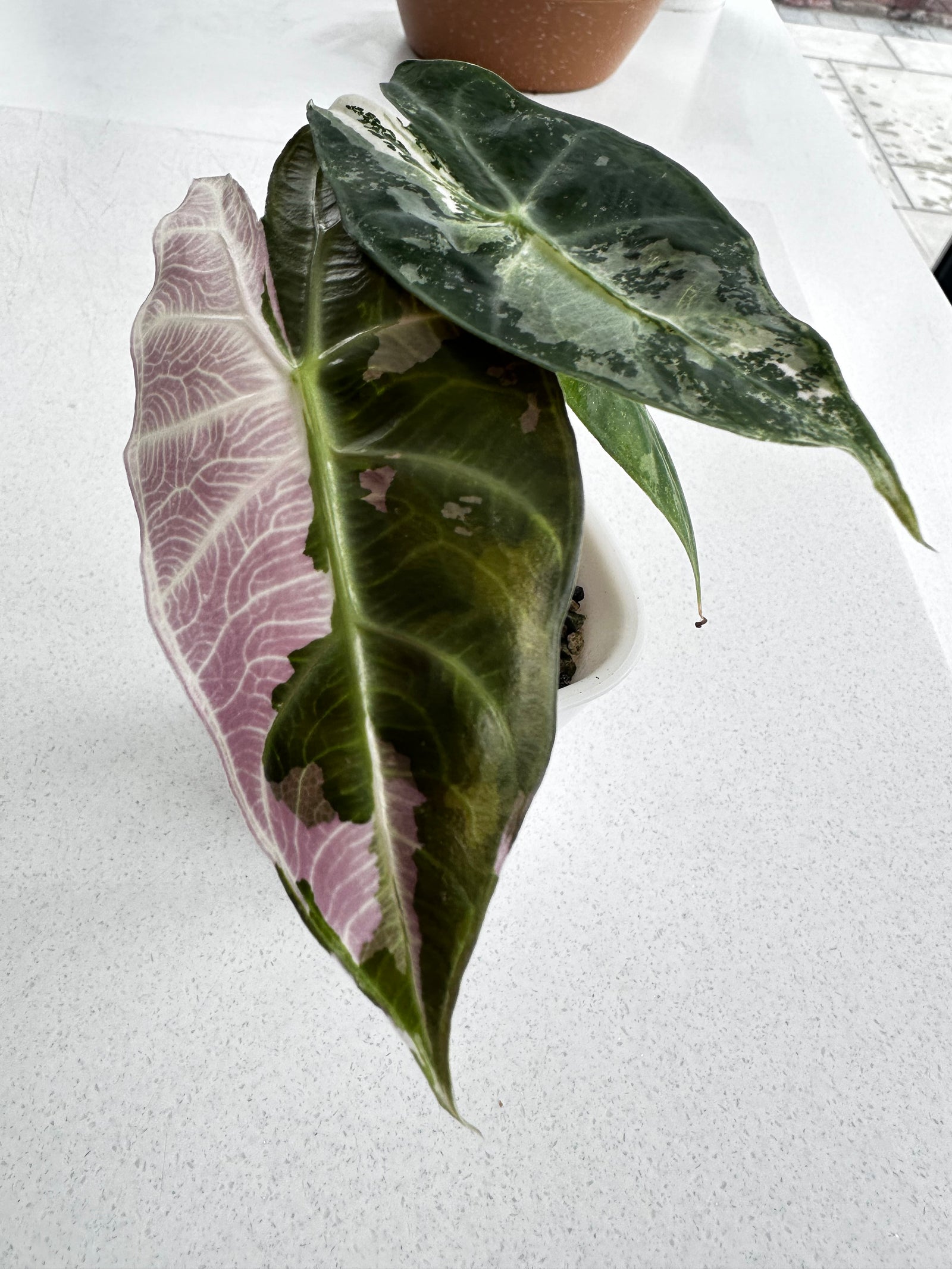 Alocasia 'Pink Dragon' Albo, white and pink variegation on glossy leaves with rosy-pink stems