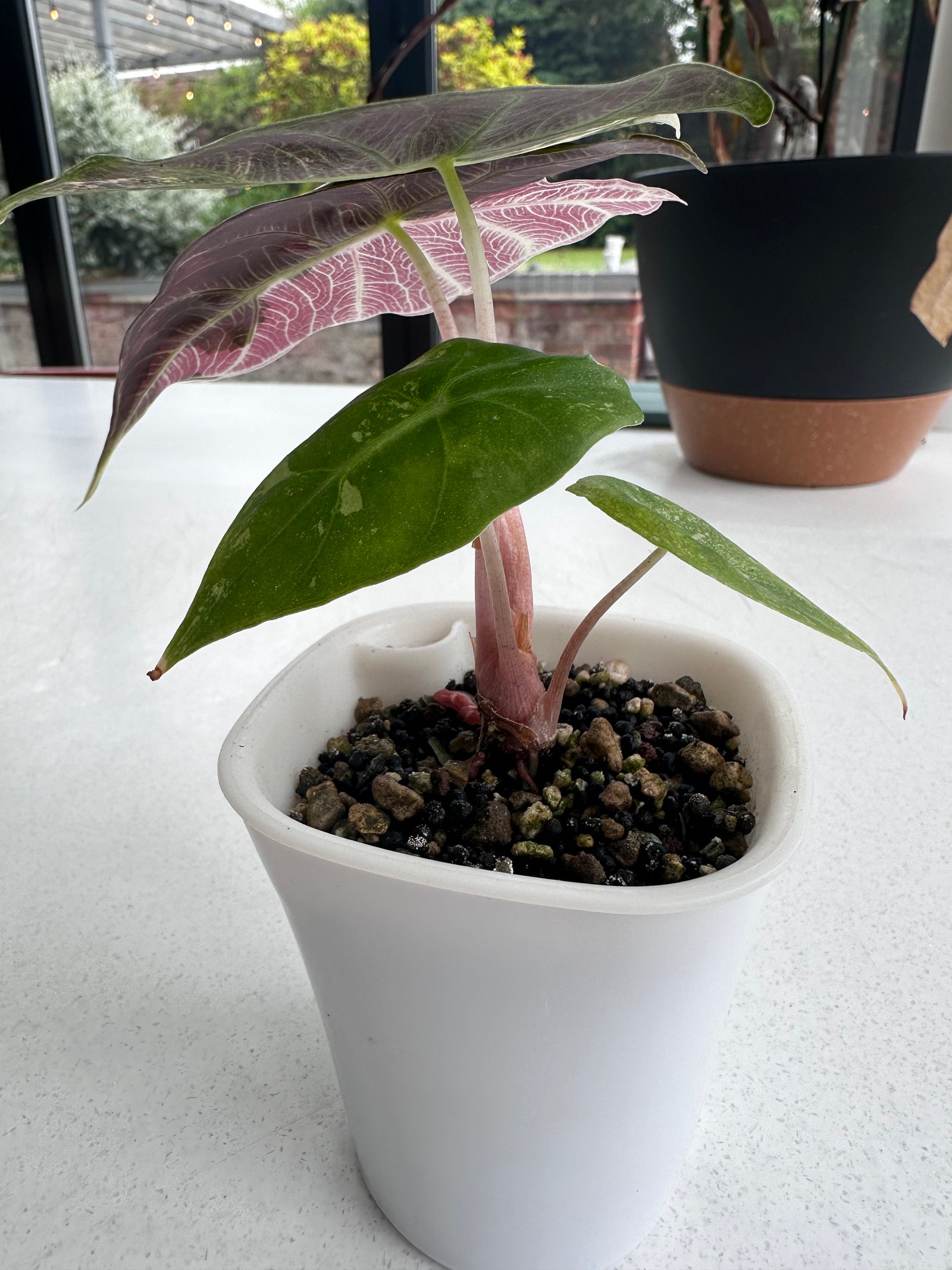 Alocasia 'Pink Dragon' Albo, white and pink variegation on glossy leaves with rosy-pink stems