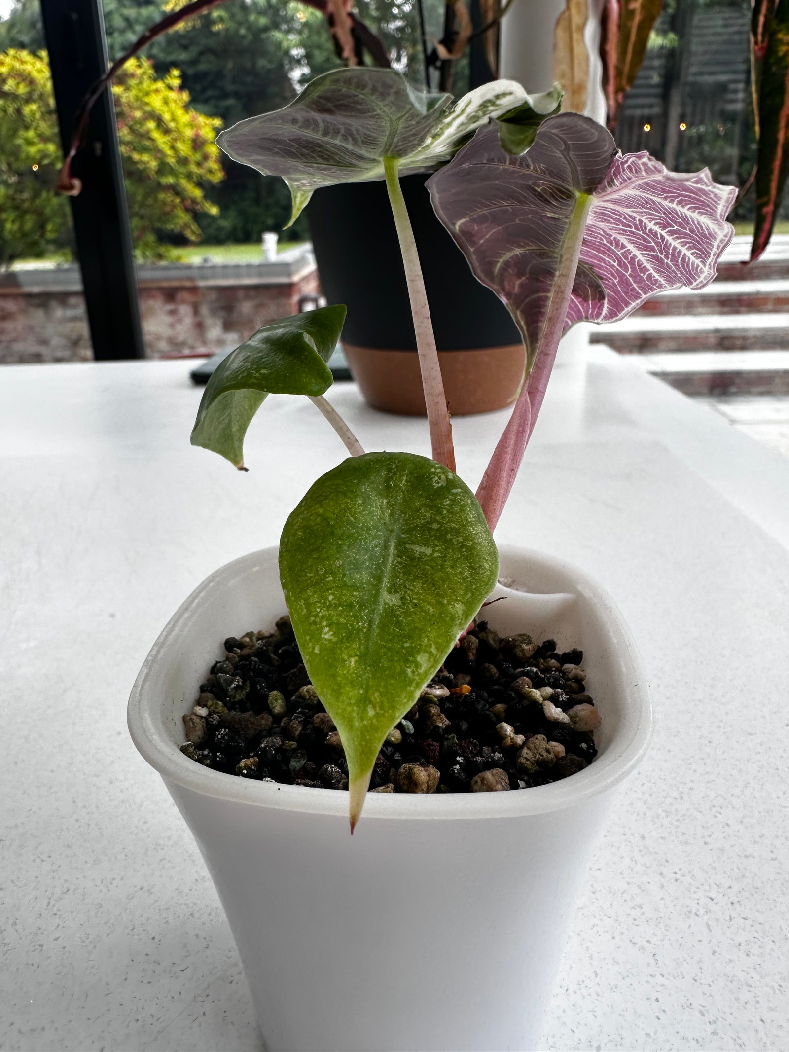 Alocasia 'Pink Dragon' Albo, white and pink variegation on glossy leaves with rosy-pink stems