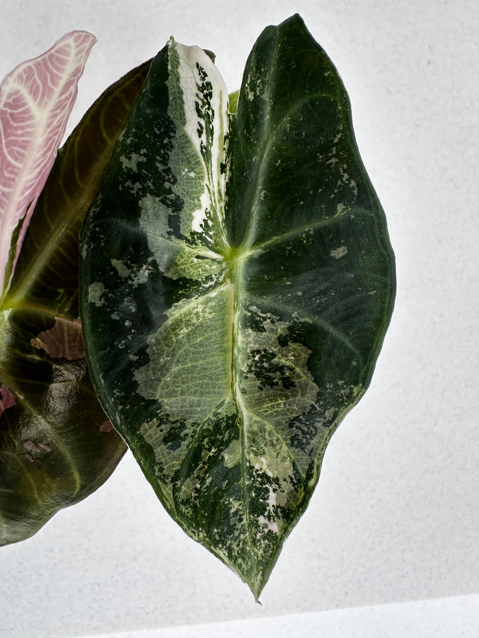 Alocasia 'Pink Dragon' Albo, white and pink variegation on glossy leaves with rosy-pink stems