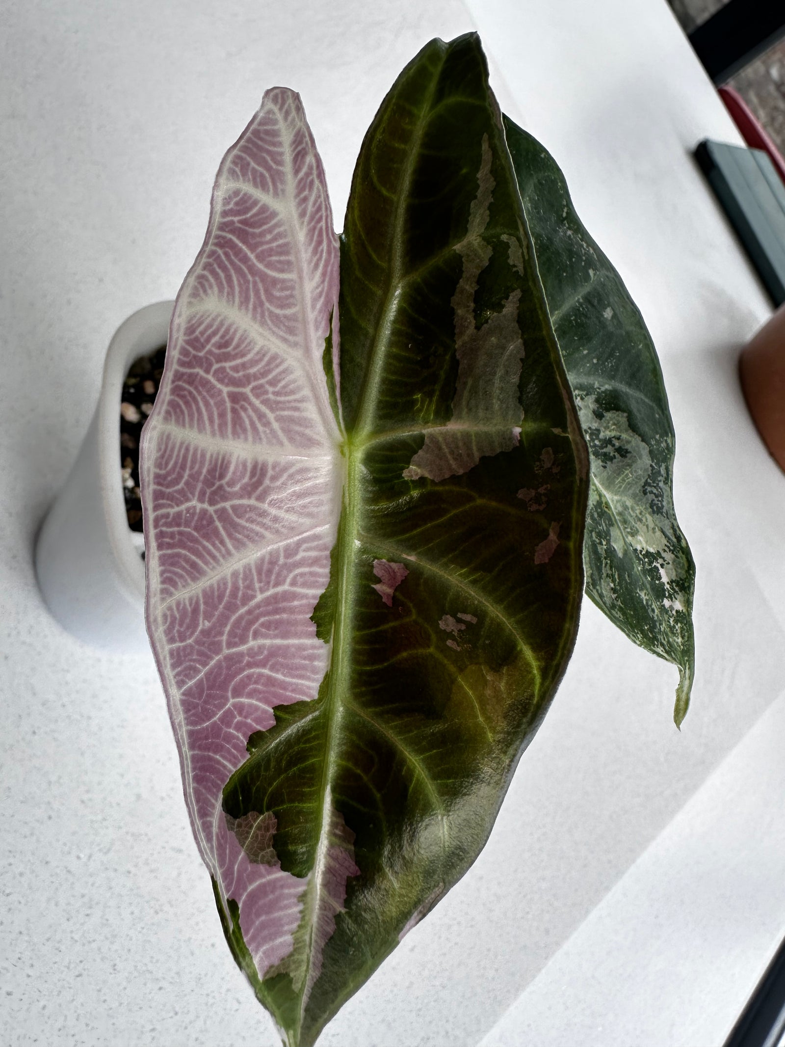 Alocasia 'Pink Dragon' Albo, white and pink variegation on glossy leaves with rosy-pink stems