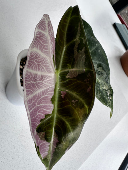 ALOCASIA PINK DRAGON ALBO