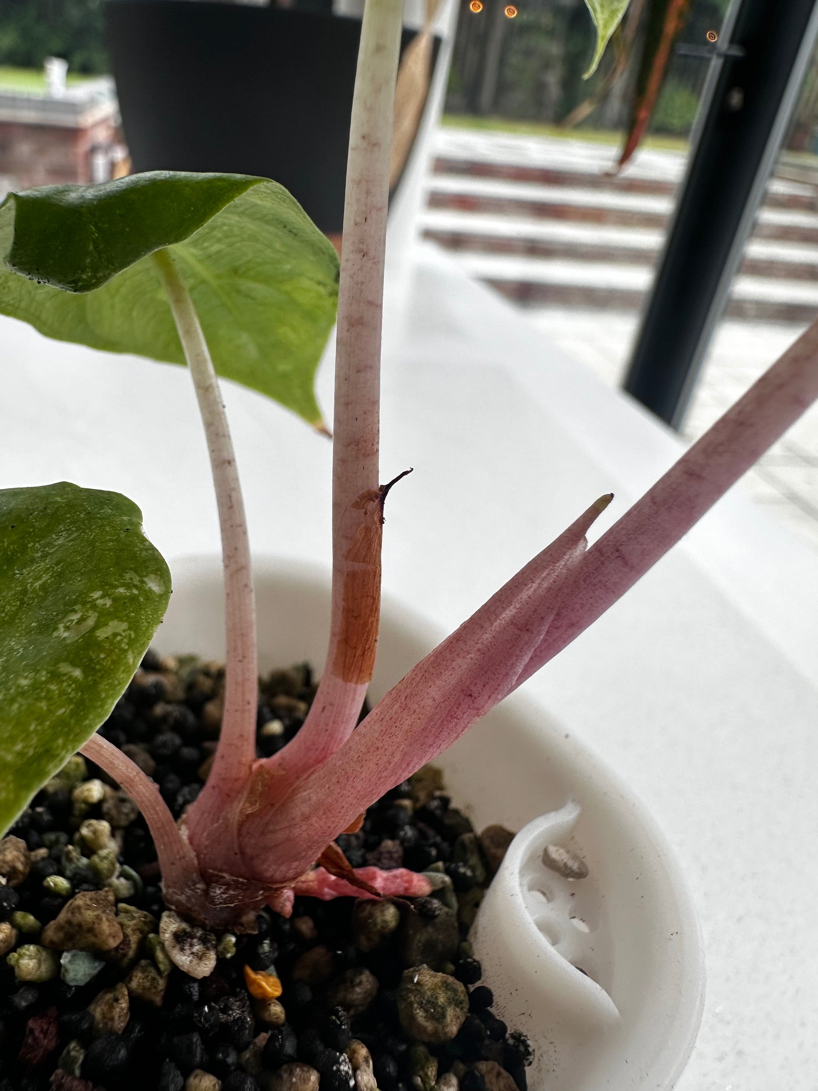 Alocasia 'Pink Dragon' Albo, white and pink variegation on glossy leaves with rosy-pink stems