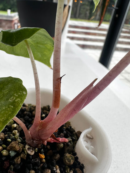 ALOCASIA PINK DRAGON ALBO