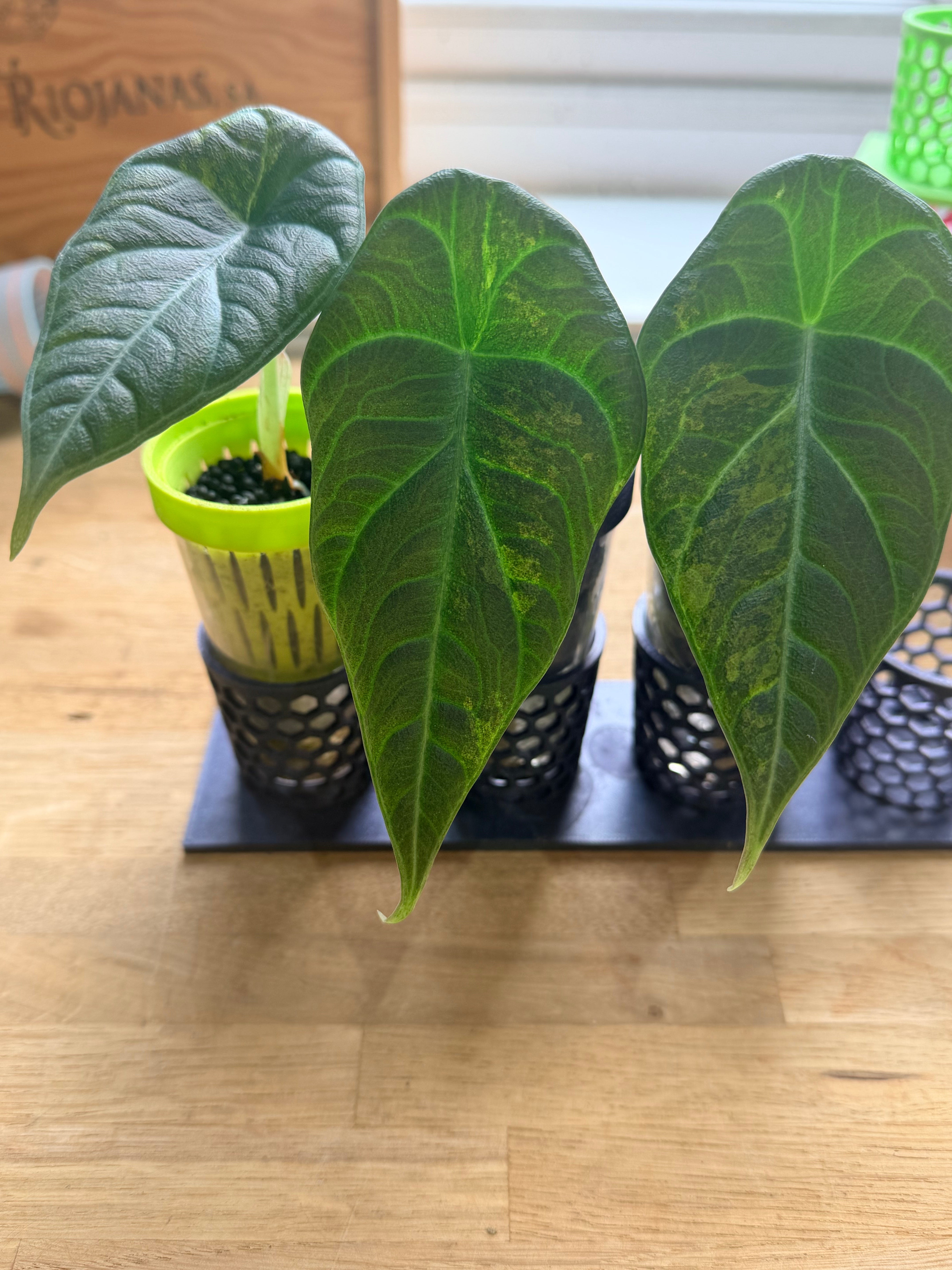 ALOCASIA MAHARANI AUREA