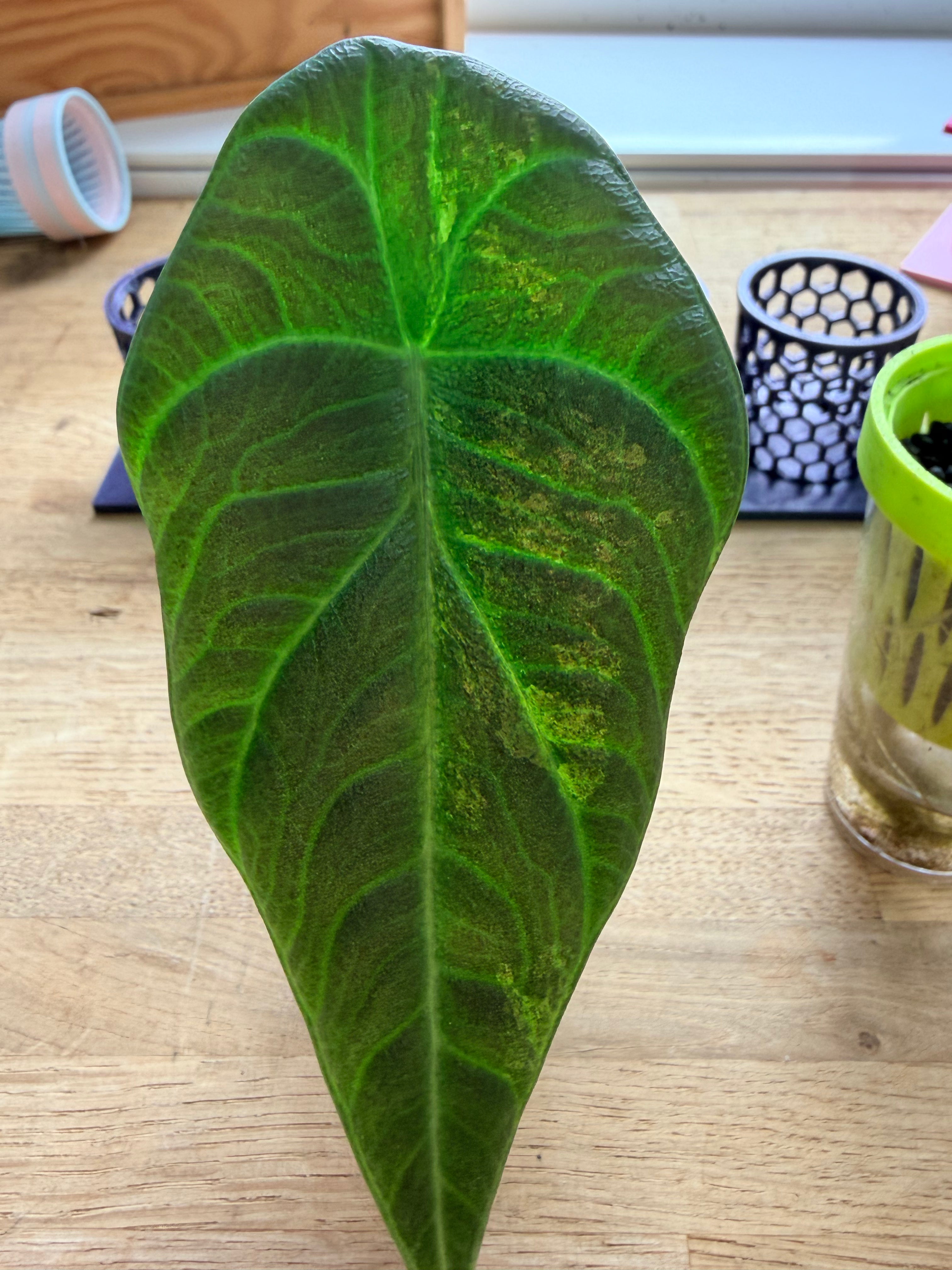 ALOCASIA MAHARANI AUREA