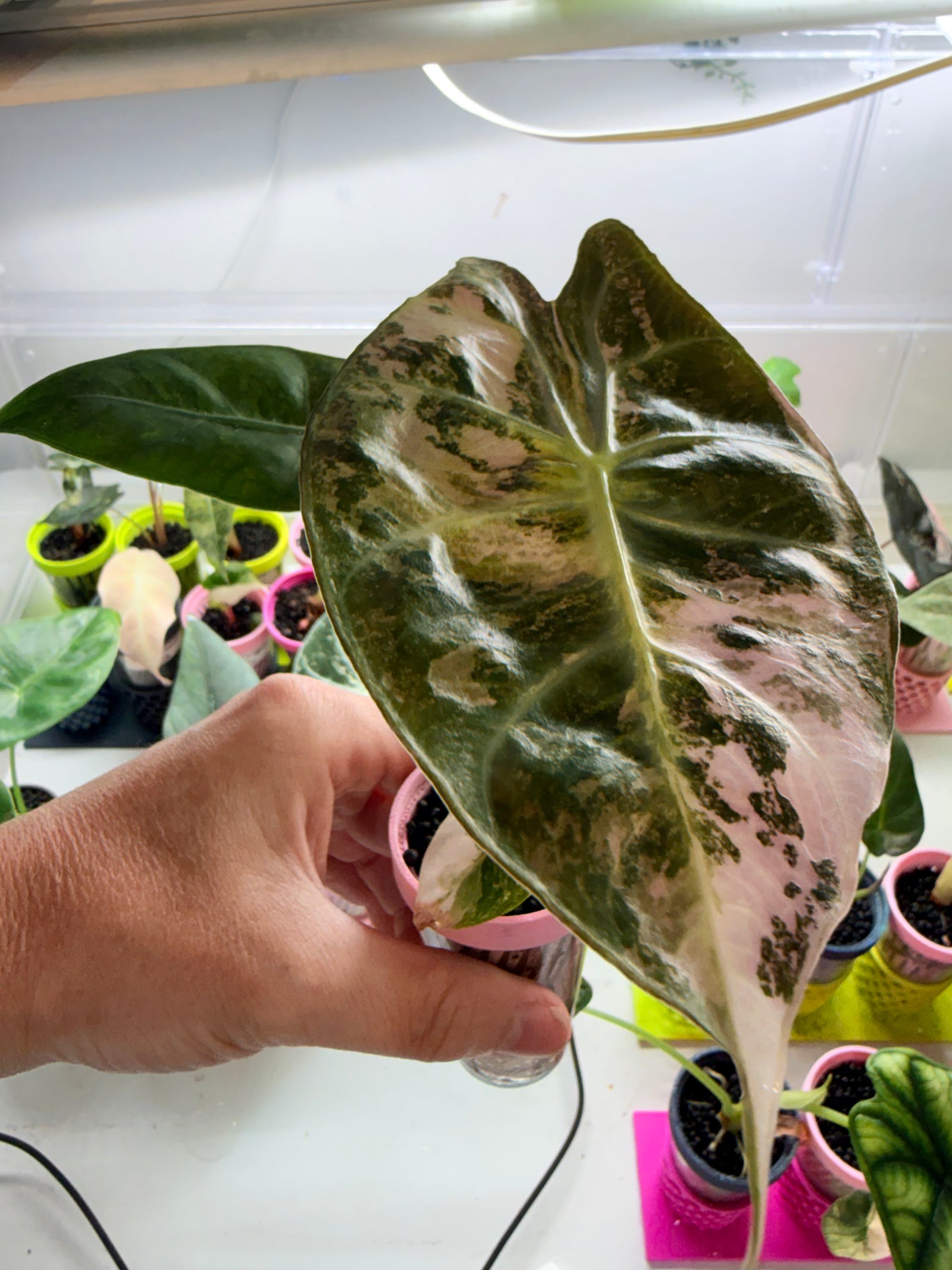 Alocasia 'Pink Dragon' Albo, white and pink variegation on glossy leaves with rosy-pink stems