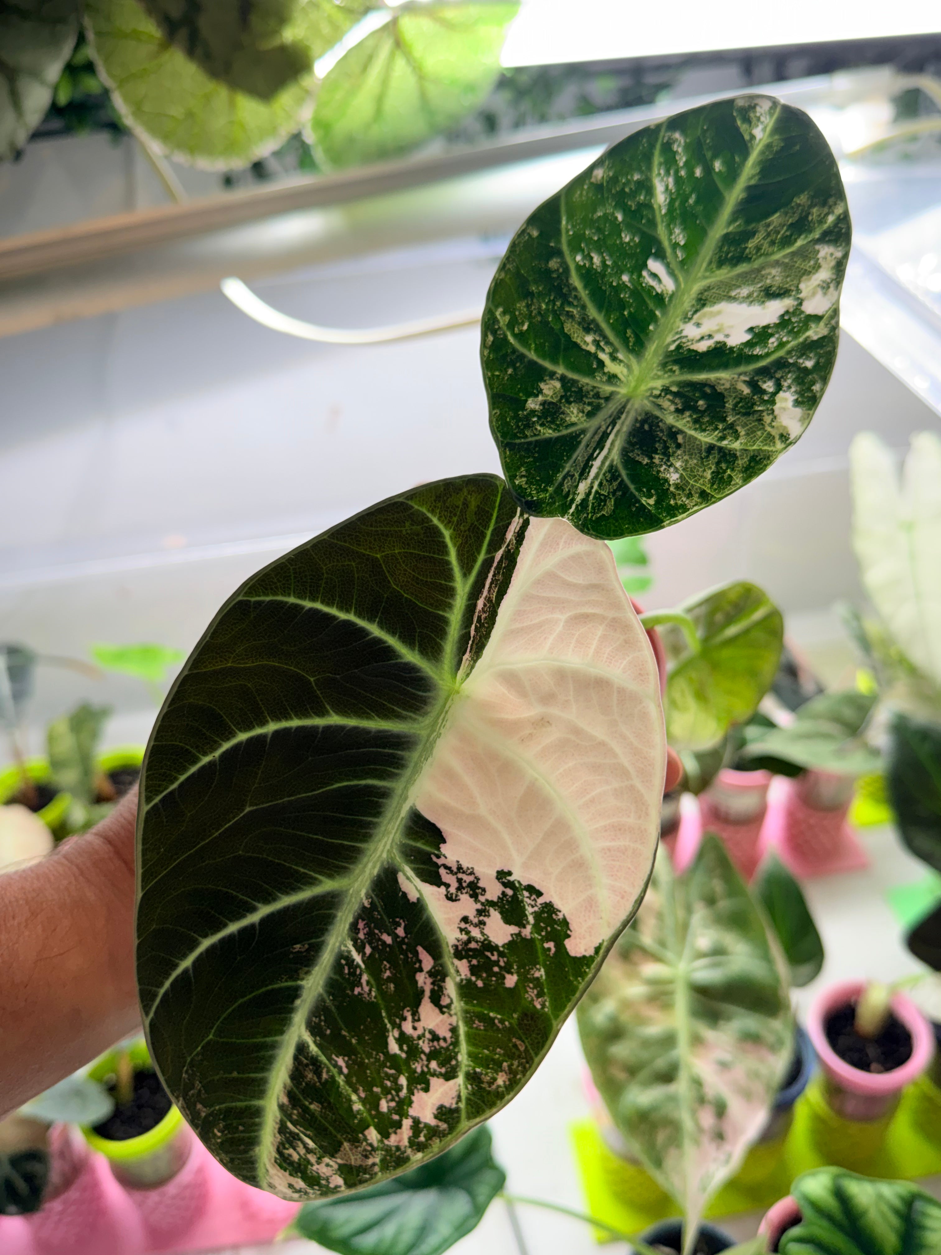 ALOCASIA NINJA PINK VARIEGATED