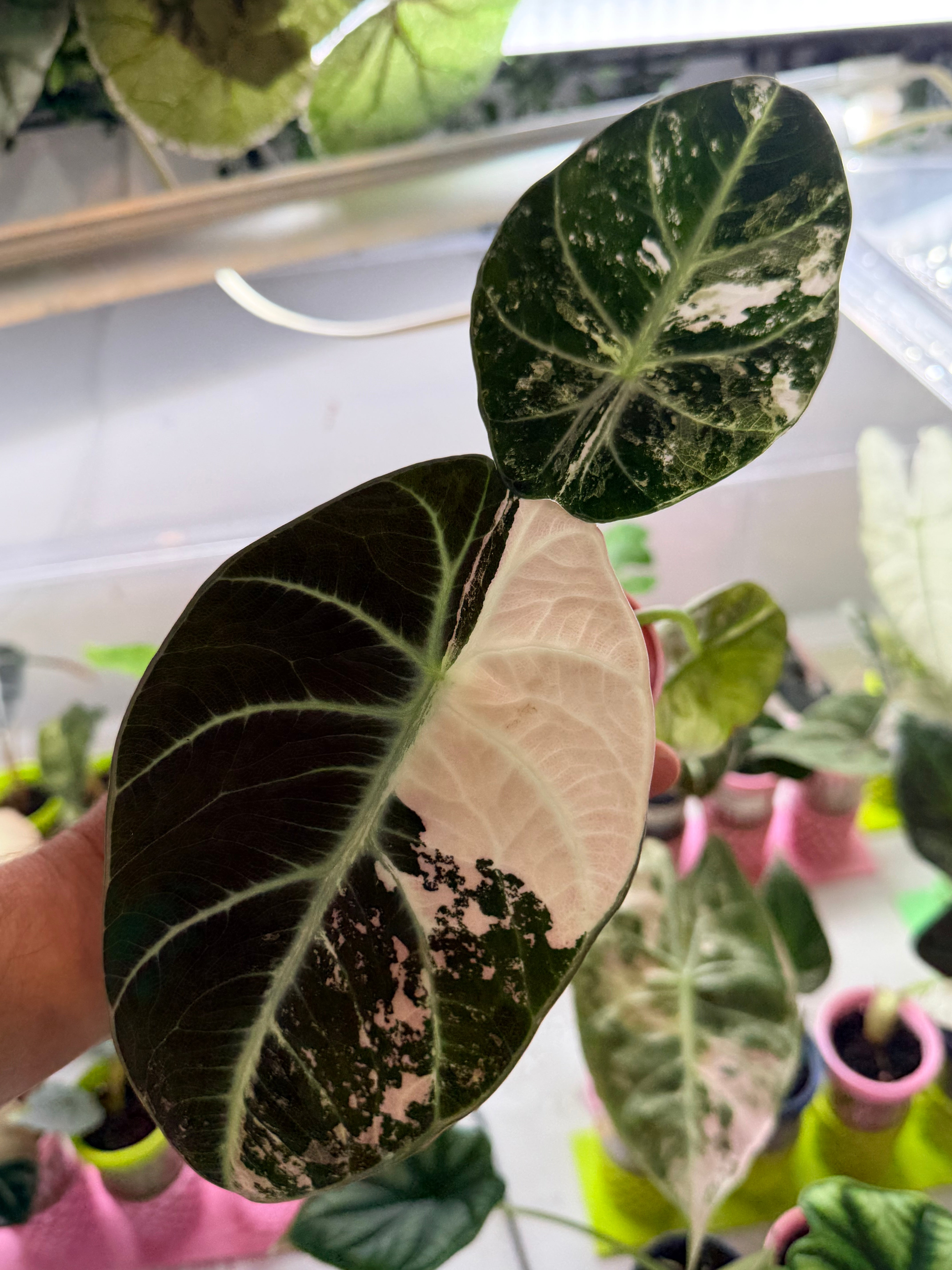 ALOCASIA NINJA PINK VARIEGATED