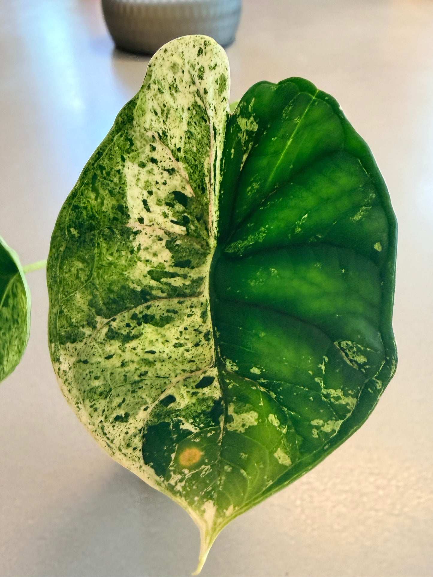 ALOCASIA DRAGON SCALE MARBLE MINT