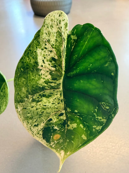 ALOCASIA DRAGON SCALE MARBLE MINT
