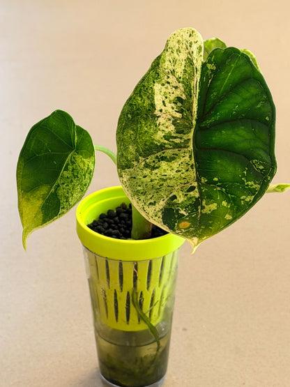 ALOCASIA DRAGON SCALE MARBLE MINT