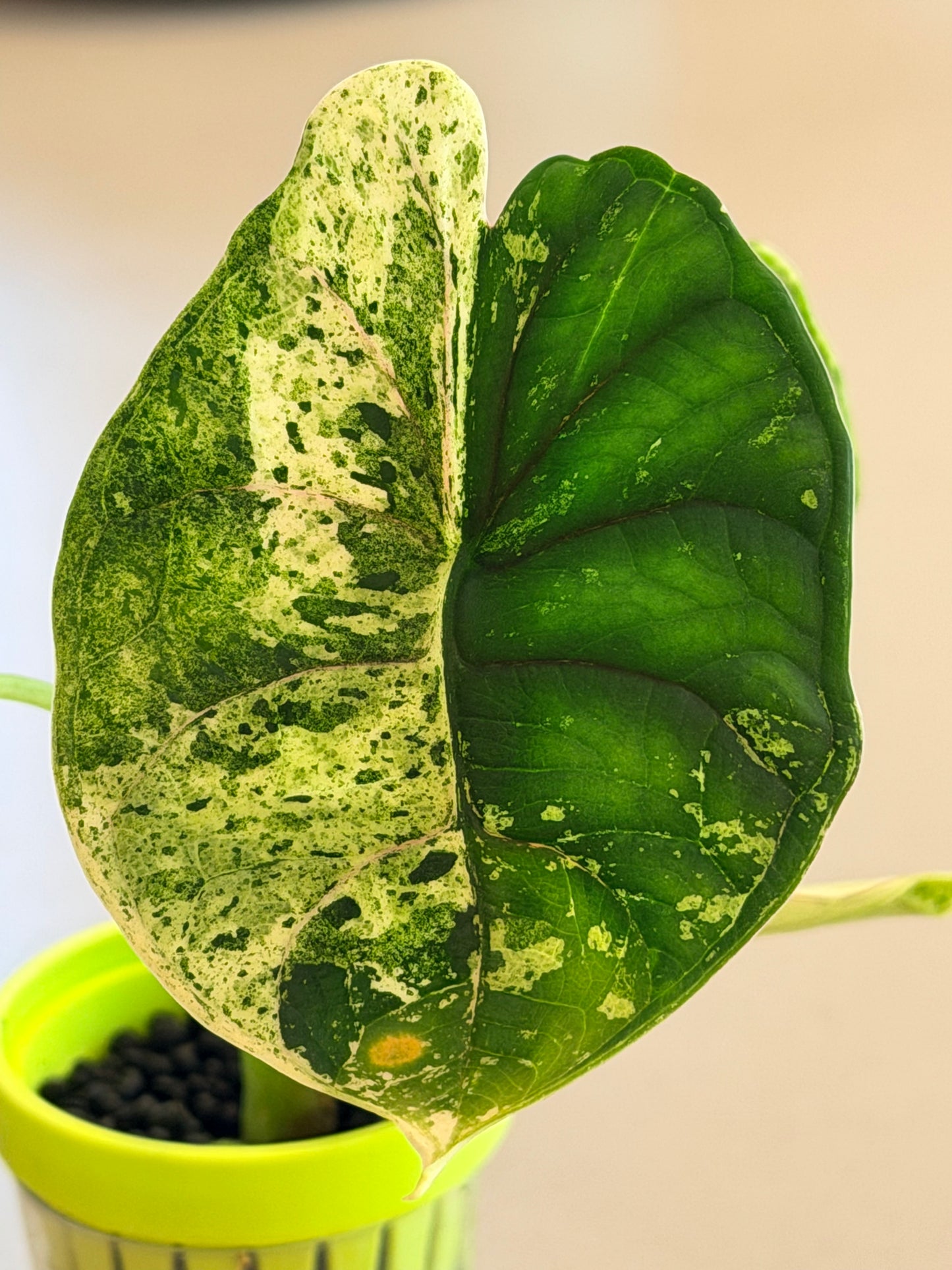 ALOCASIA DRAGON SCALE MARBLE MINT
