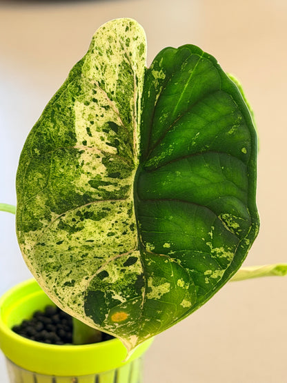 ALOCASIA DRAGON SCALE MARBLE MINT