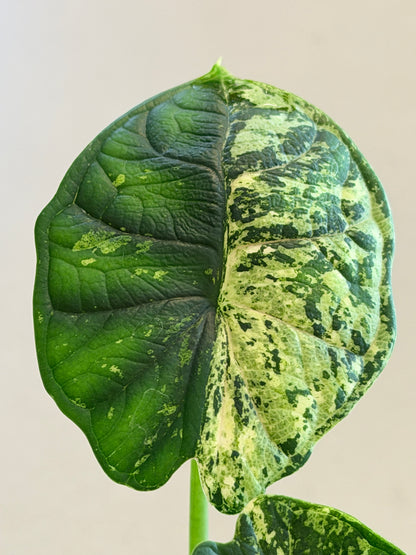 ALOCASIA DRAGON SCALE MARBLE MINT