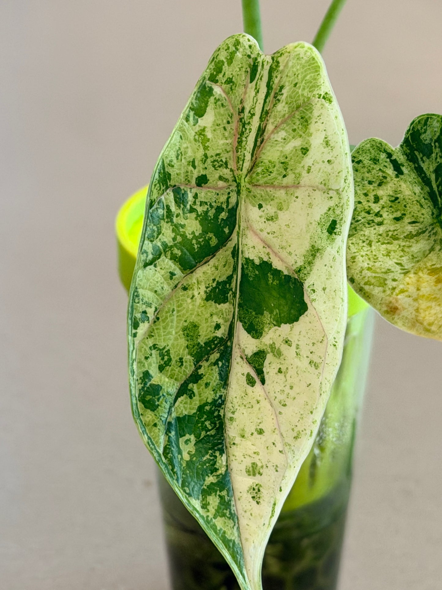 ALOCASIA DRAGON SCALE MARBLE MINT