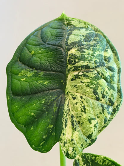 ALOCASIA DRAGON SCALE MARBLE MINT